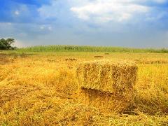 bersetzungen im Bereich Landwirtschaft (Texte oder Dokumente)