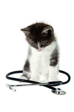 Veterinary translation (text, documents))